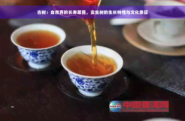 古树：自然界的长寿居民，实生树的生长特性与文化象征