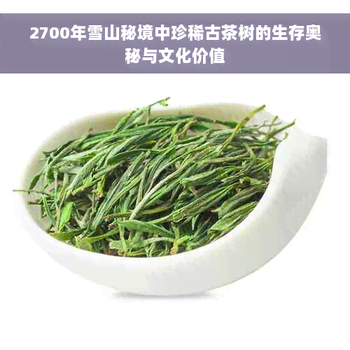 2700年雪山秘境中珍稀古茶树的生存奥秘与文化价值