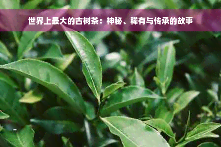 世界上更大的古树茶：神秘、稀有与传承的故事