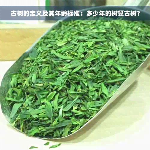 古树的定义及其年龄标准：多少年的树算古树？