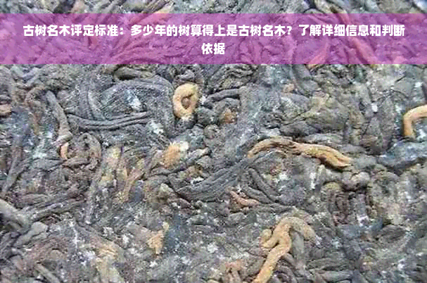 古树名木评定标准：多少年的树算得上是古树名木？了解详细信息和判断依据