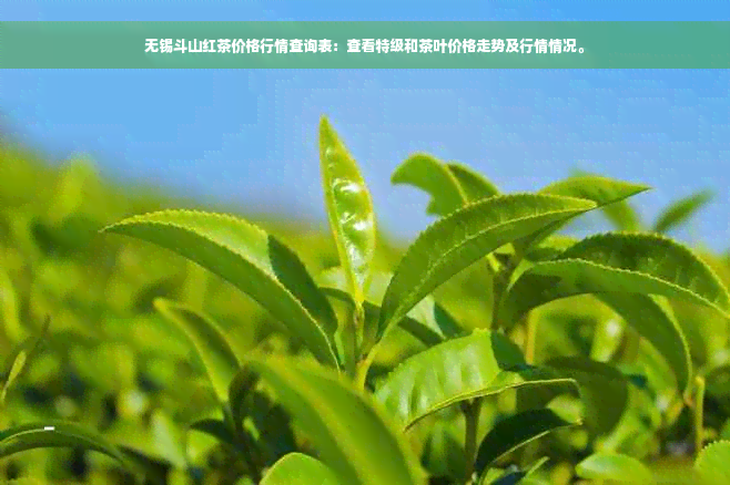 无锡斗山红茶价格行情查询表：查看特级和茶叶价格走势及行情情况。