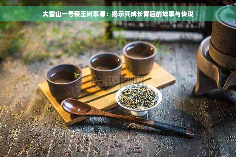 大雪山一号茶王树来源：揭示其成长背后的故事与传说