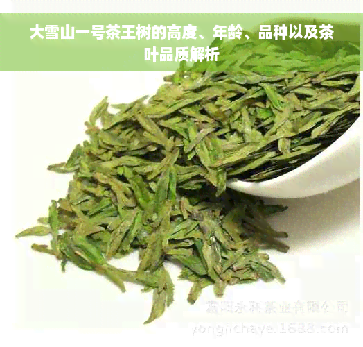 大雪山一号茶王树的高度、年龄、品种以及茶叶品质解析