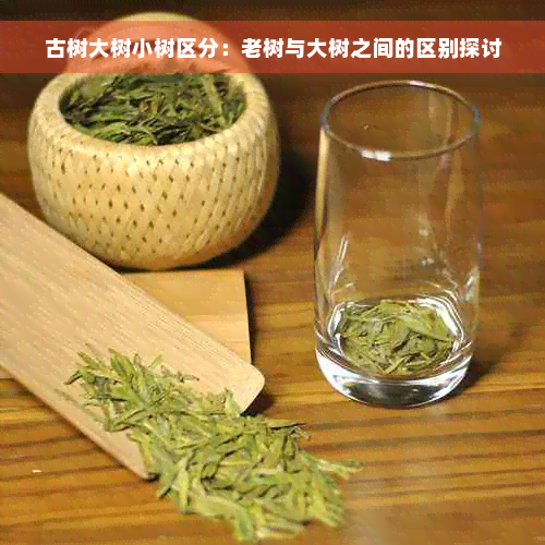 古树大树小树区分：老树与大树之间的区别探讨