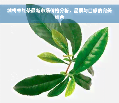 城桃林红茶最新市场价格分析，品质与口感的完美结合