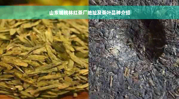 山东城桃林红茶厂地址及茶叶品种介绍