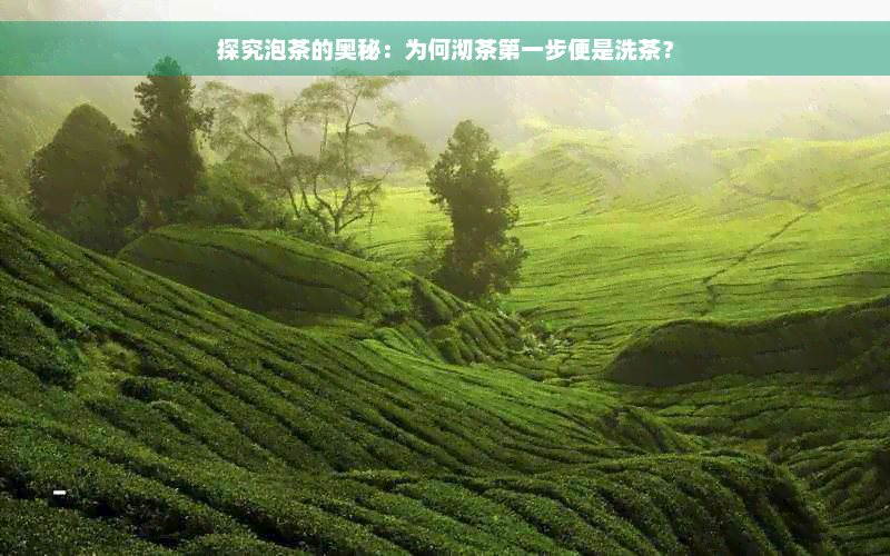 探究泡茶的奥秘：为何沏茶之一步便是洗茶？