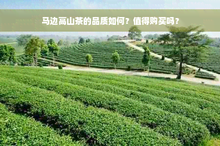 马边高山茶的品质如何？值得购买吗？