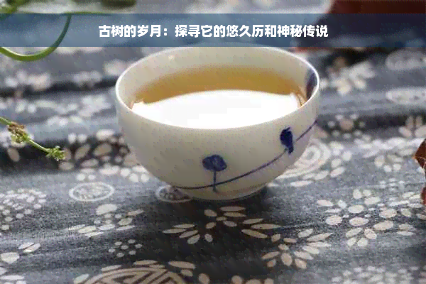 古树的岁月：探寻它的悠久历和神秘传说