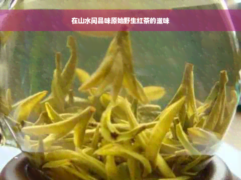 在山水间品味原始野生红茶的滋味