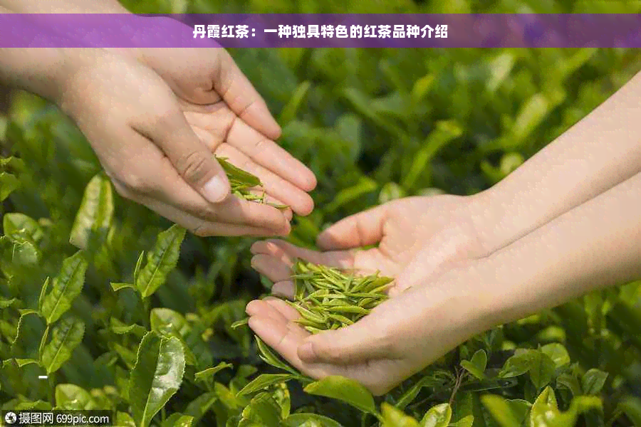 丹霞红茶：一种独具特色的红茶品种介绍