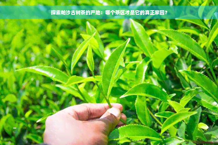 探索帕沙古树茶的产地：哪个茶区才是它的真正家园？