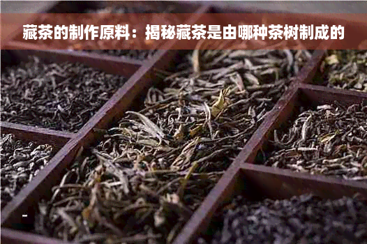 藏茶的制作原料：揭秘藏茶是由哪种茶树制成的