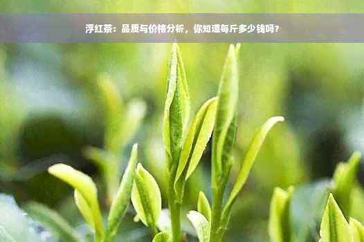 浮红茶：品质与价格分析，你知道每斤多少钱吗？