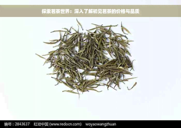 探索茗茶世界：深入了解初见茗茶的价格与品质