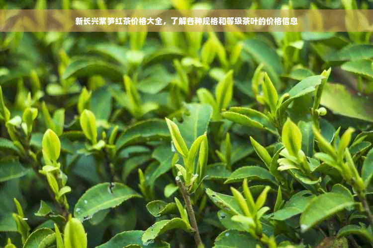 新长兴紫笋红茶价格大全，了解各种规格和等级茶叶的价格信息