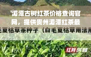 '湄潭古树红茶价格查询官网，提供贵州湄潭红茶最新价格，一斤多少钱？'