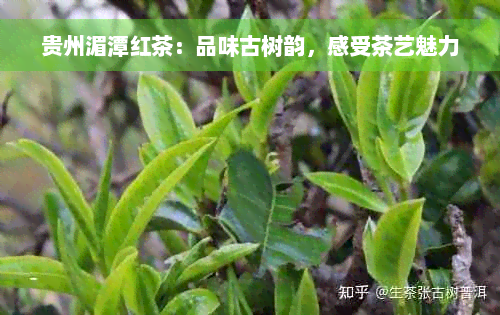 贵州湄潭红茶：品味古树韵，感受茶艺魅力