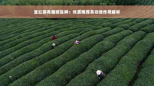 宜红茶有哪些品种：优质推荐及功效作用解析