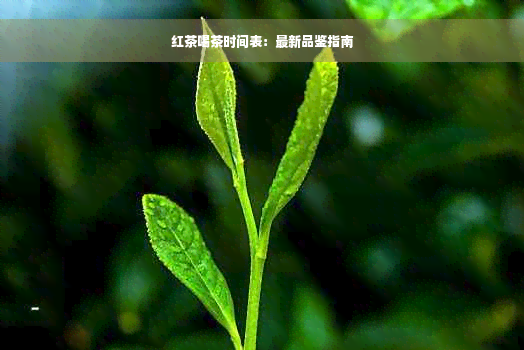 红茶喝茶时间表：最新品鉴指南