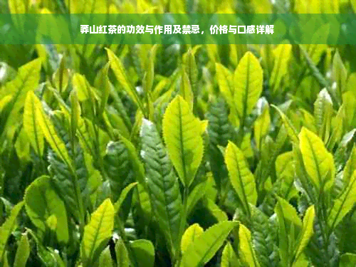 莽山红茶的功效与作用及禁忌，价格与口感详解 