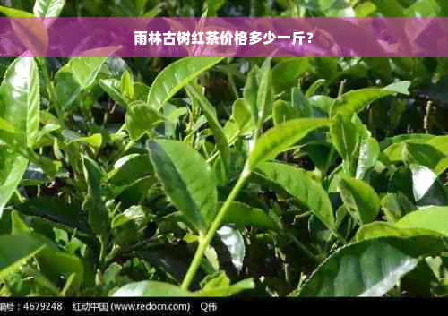 雨林古树红茶价格多少一斤？