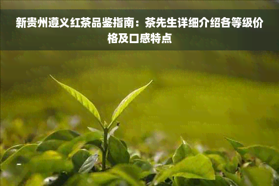 新贵州遵义红茶品鉴指南：茶先生详细介绍各等级价格及口感特点