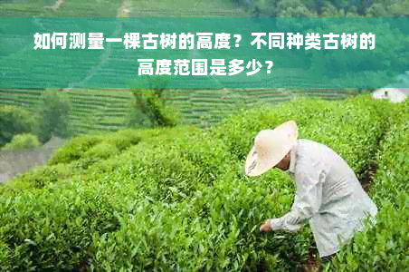 如何测量一棵古树的高度？不同种类古树的高度范围是多少？