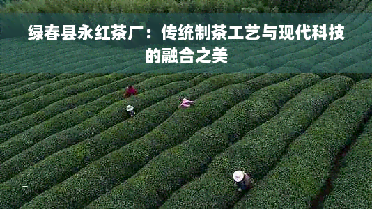 绿春县永红茶厂：传统制茶工艺与现代科技的融合之美