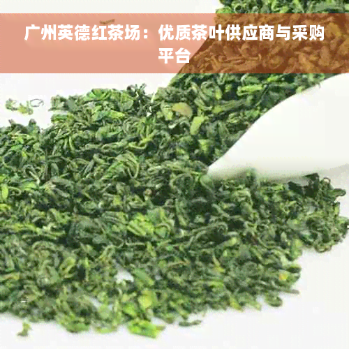 广州英德红茶场：优质茶叶供应商与采购平台