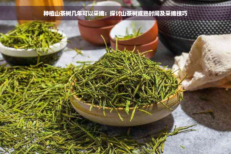 种植山茶树几年可以采摘：探讨山茶树成熟时间及采摘技巧