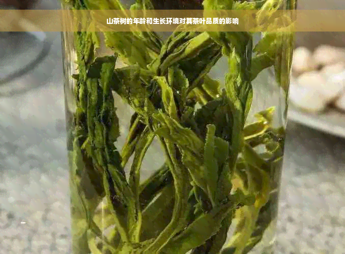 山茶树的年龄和生长环境对其茶叶品质的影响