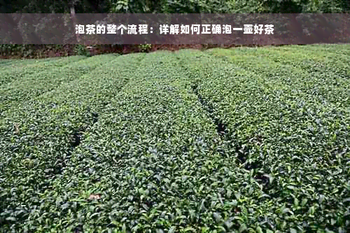 泡茶的整个流程：详解如何正确泡一壶好茶