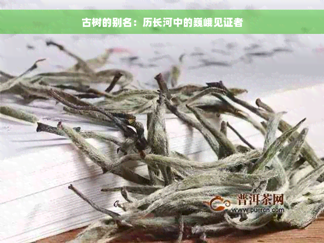 古树的别名：历长河中的巍峨见证者