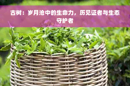 古树：岁月沧中的生命力，历见证者与生态守护者