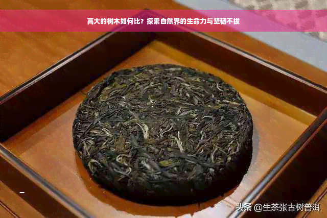 高大的树木如何比？探索自然界的生命力与坚韧不拔