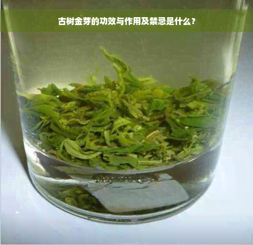 古树金芽的功效与作用及禁忌是什么？