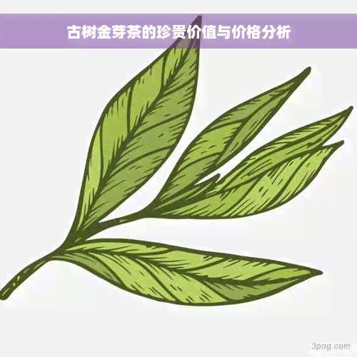 古树金芽茶的珍贵价值与价格分析