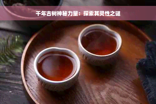 千年古树神秘力量：探索其灵性之谜