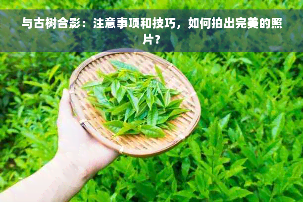 与古树合影：注意事项和技巧，如何拍出完美的照片？