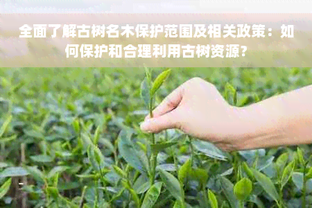 全面了解古树名木保护范围及相关政策：如何保护和合理利用古树资源？