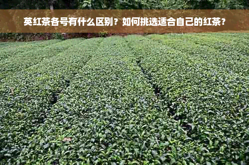 英红茶各号有什么区别？如何挑选适合自己的红茶？