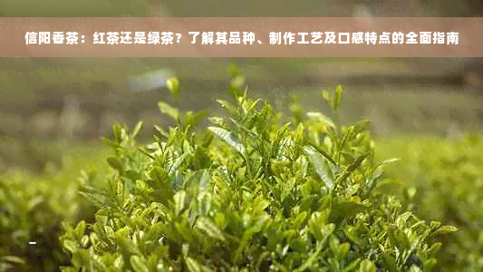 信阳香茶：红茶还是绿茶？了解其品种、制作工艺及口感特点的全面指南