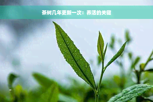 茶树几年更新一次：养活的关键