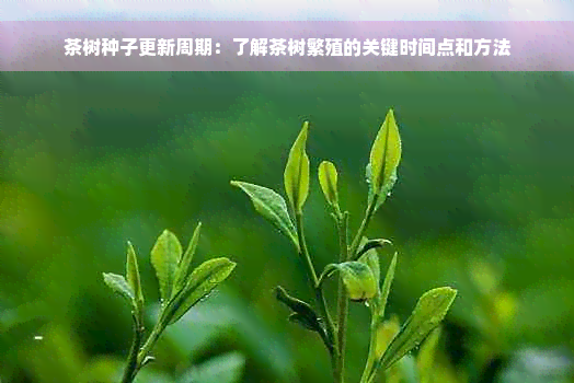 茶树种子更新周期：了解茶树繁殖的关键时间点和方法