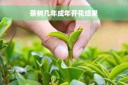 茶树几年成年开花结果