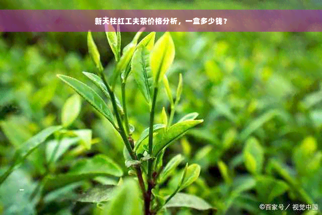 新天柱红工夫茶价格分析，一盒多少钱？