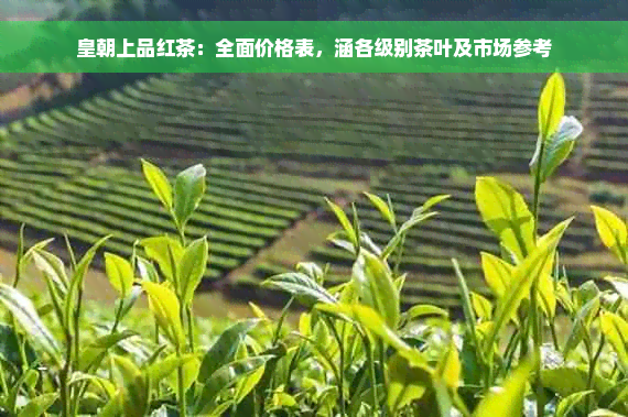 皇朝上品红茶：全面价格表，涵各级别茶叶及市场参考