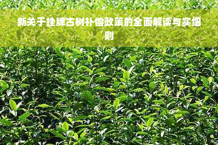 新关于挂牌古树补偿政策的全面解读与实细则